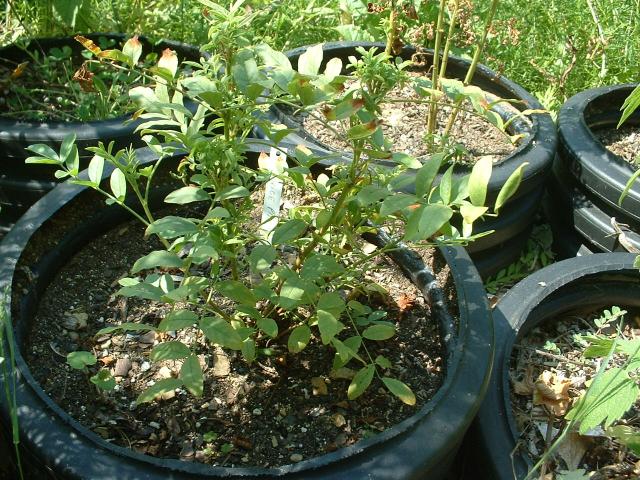 Glycorrhiza glabra